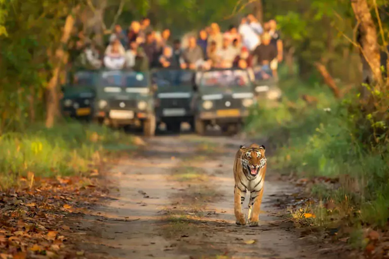 tour-di-3-giorni-del-fine-settimana-di-jim-corbett