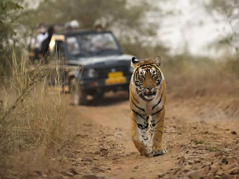 9 Days Udaipur Pushkar Jaipur Ranthambore Agra Tour, Rajasthan Tour Itinerary, Rajasthan Desert Tour Package,